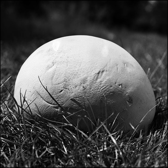 lycoperdon perlatum